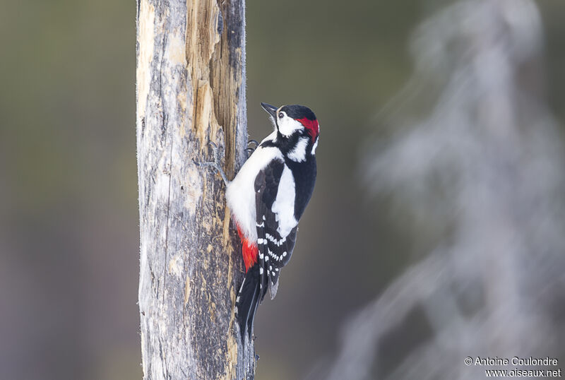 Great Spotted Woodpecker male adult breeding