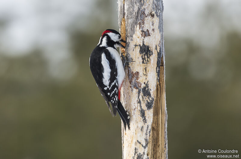 Great Spotted Woodpecker male adult breeding