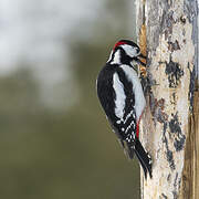 Great Spotted Woodpecker