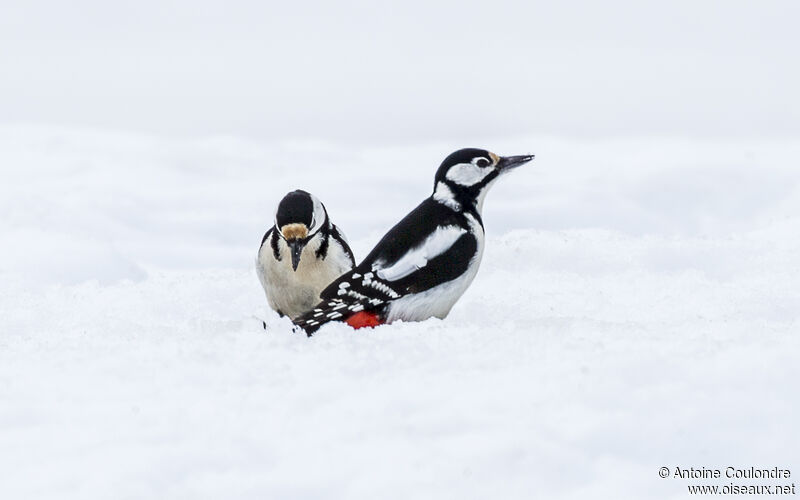 Great Spotted Woodpecker female adult