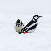 Great Spotted Woodpecker