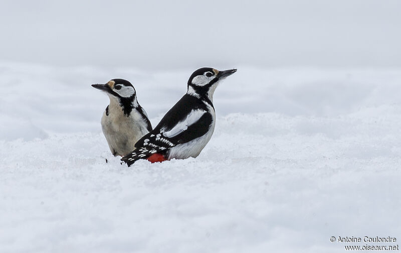 Great Spotted Woodpecker female adult