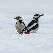 Great Spotted Woodpecker