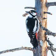 Great Spotted Woodpecker