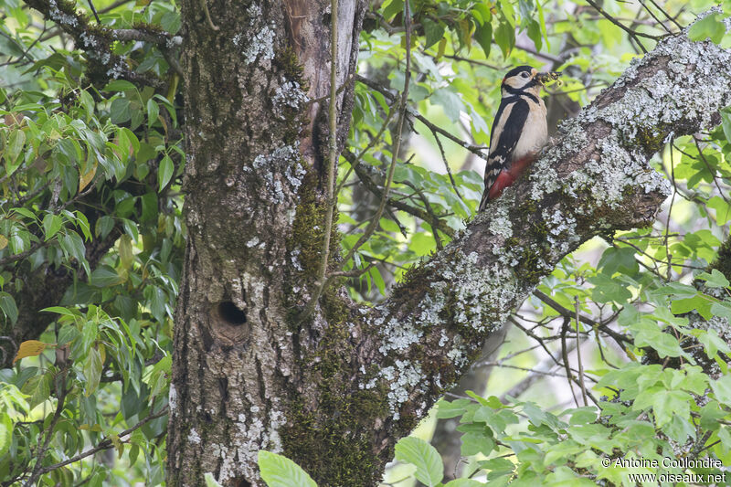 Great Spotted Woodpeckeradult breeding, Reproduction-nesting