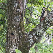 Great Spotted Woodpecker