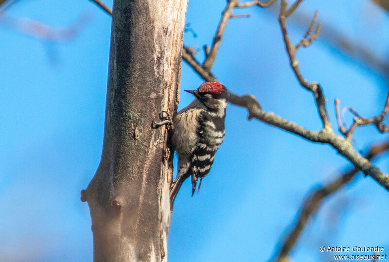 Lesser Spotted Woodpecker male adult breeding