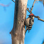 Lesser Spotted Woodpecker