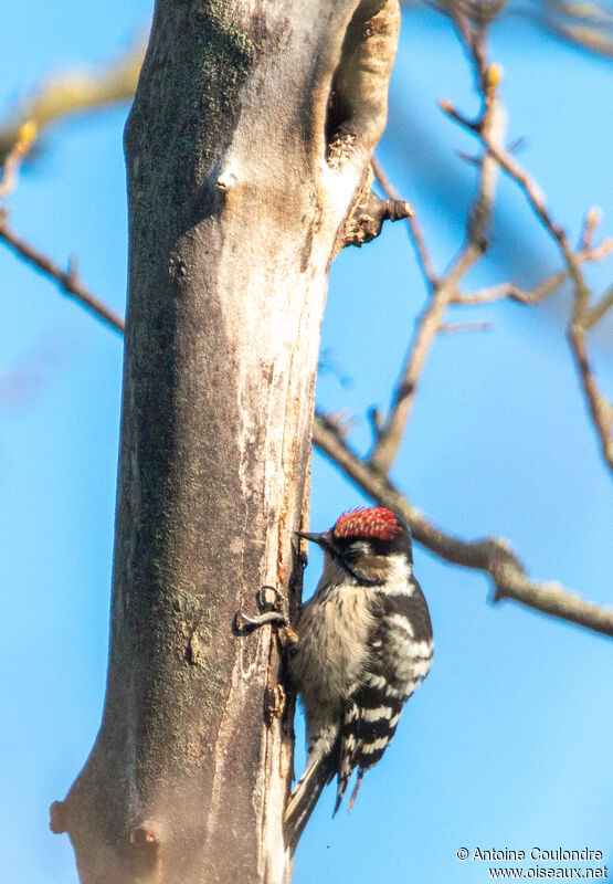 Lesser Spotted Woodpecker male adult breeding