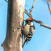 Lesser Spotted Woodpecker