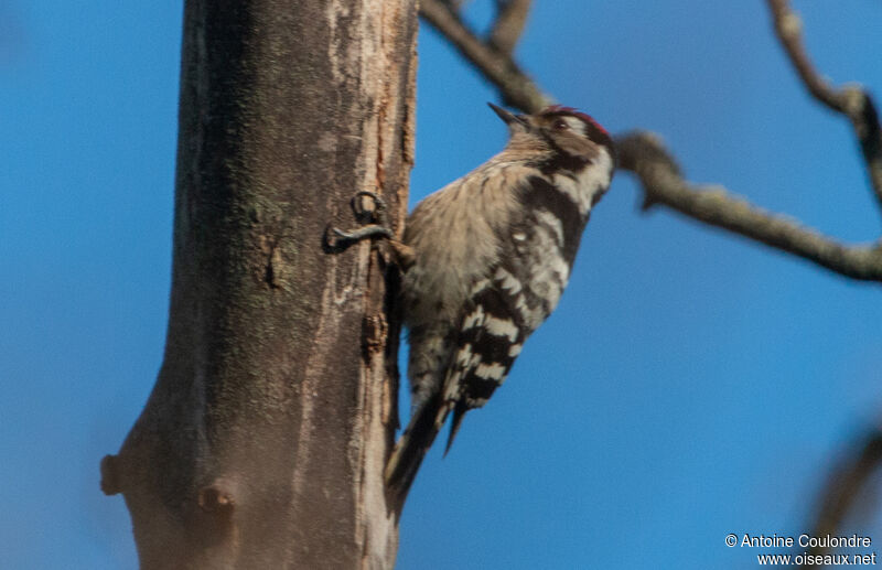 Lesser Spotted Woodpecker male adult breeding