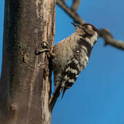 Lesser Spotted Woodpecker