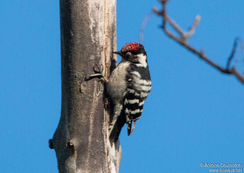 Lesser Spotted Woodpecker male adult breeding