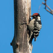 Lesser Spotted Woodpecker