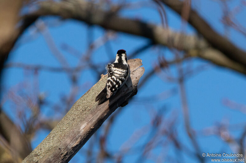 Lesser Spotted Woodpecker male adult breeding