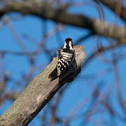 Lesser Spotted Woodpecker