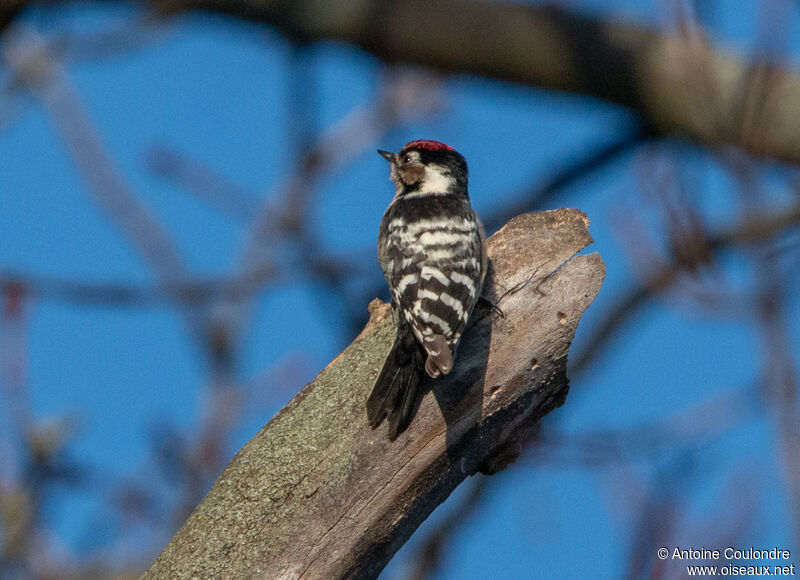 Lesser Spotted Woodpecker male adult breeding