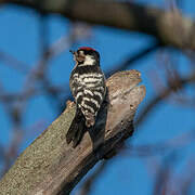 Lesser Spotted Woodpecker