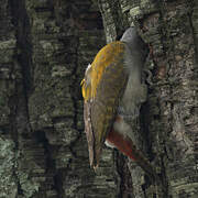 African Grey Woodpecker