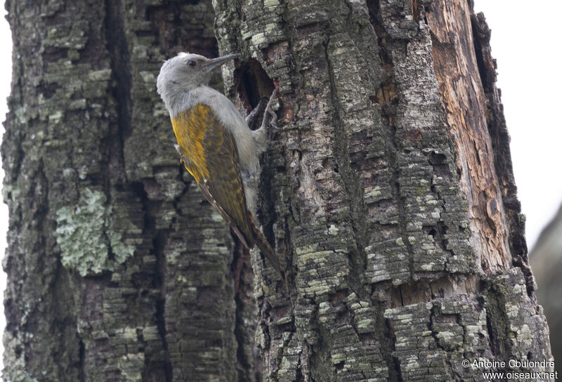 African Grey Woodpecker female adult breeding, Reproduction-nesting