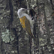 African Grey Woodpecker