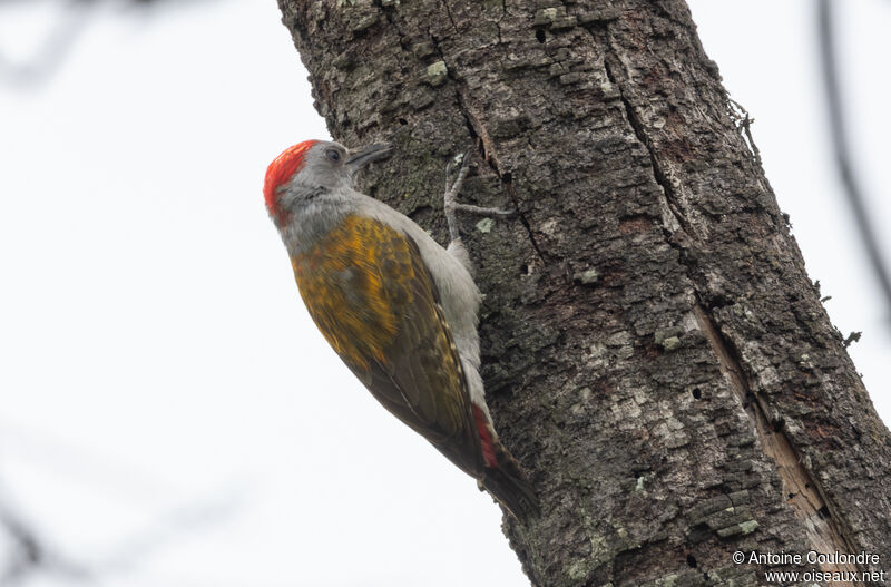 African Grey Woodpecker male adult breeding, Reproduction-nesting