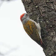 African Grey Woodpecker