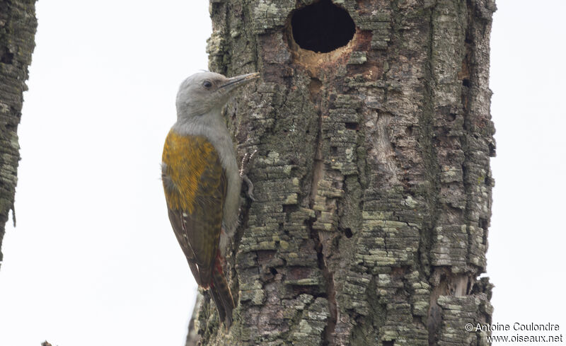 African Grey Woodpecker female adult breeding, Reproduction-nesting