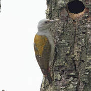 African Grey Woodpecker