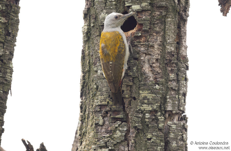 African Grey Woodpecker female adult breeding, Reproduction-nesting