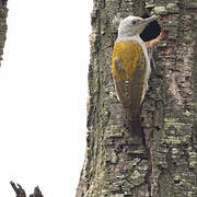 African Grey Woodpecker