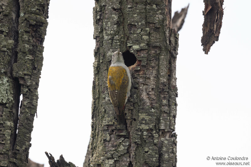 African Grey Woodpecker female adult breeding, Reproduction-nesting