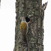 African Grey Woodpecker