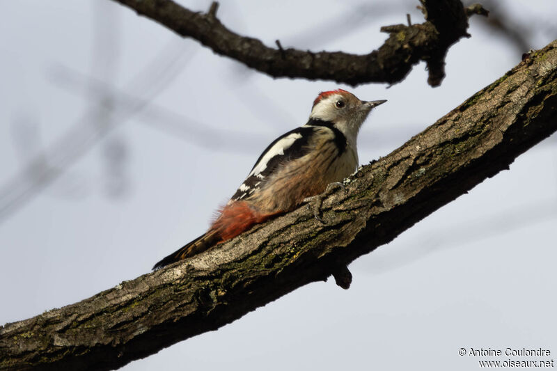 Middle Spotted Woodpeckeradult