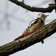 Middle Spotted Woodpecker