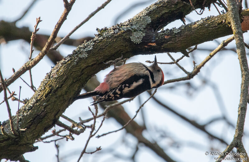 Middle Spotted Woodpeckeradult