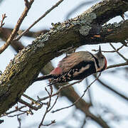 Middle Spotted Woodpecker