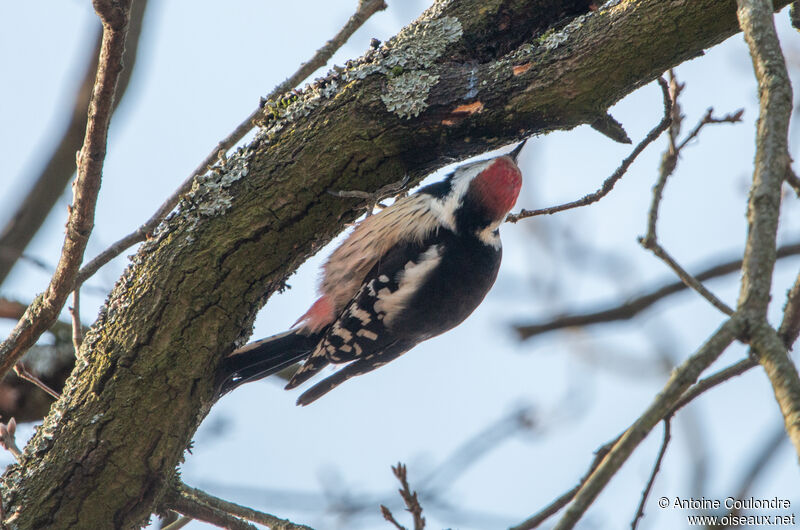 Middle Spotted Woodpeckeradult