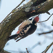 Middle Spotted Woodpecker