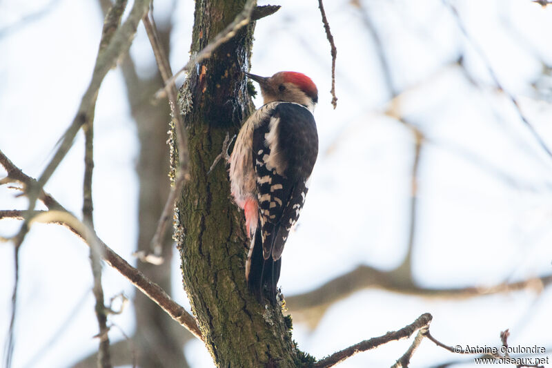 Middle Spotted Woodpeckeradult