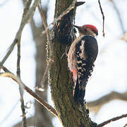 Middle Spotted Woodpecker