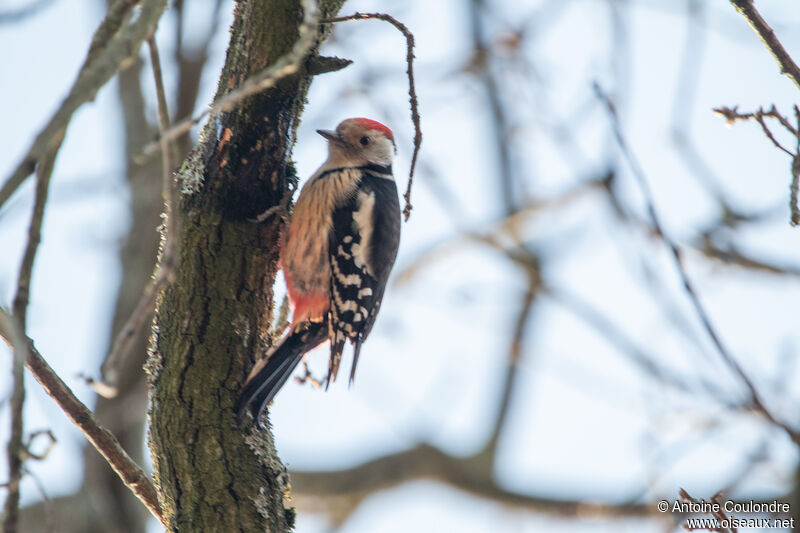 Middle Spotted Woodpeckeradult