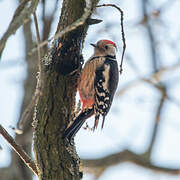 Middle Spotted Woodpecker