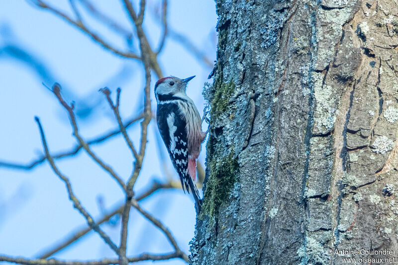 Middle Spotted Woodpeckeradult breeding