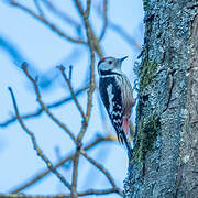 Middle Spotted Woodpecker