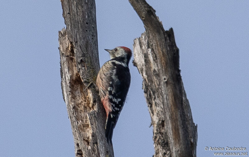 Middle Spotted Woodpeckeradult