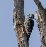 Middle Spotted Woodpecker