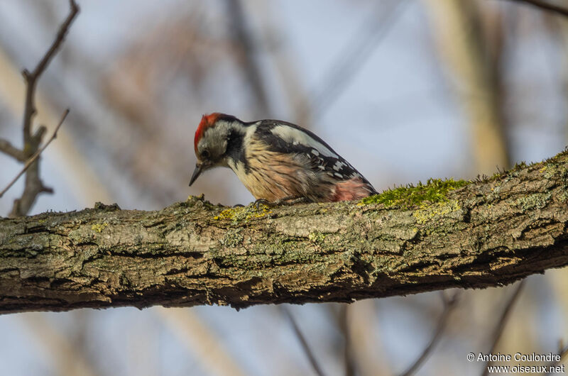 Middle Spotted Woodpeckeradult