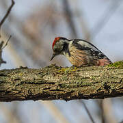 Middle Spotted Woodpecker