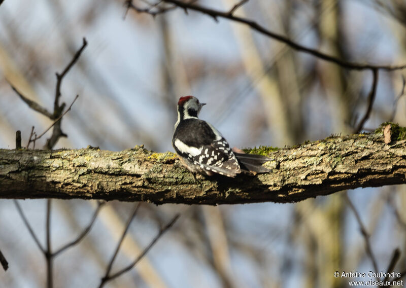 Middle Spotted Woodpeckeradult